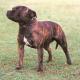 CH ZERACIOUS What A Prospect - Scat